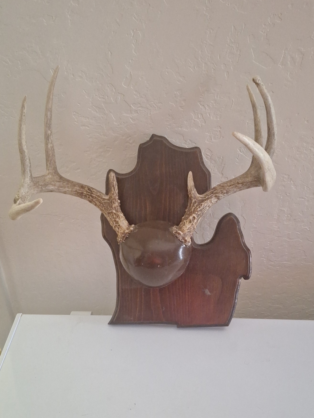 Antlers 8 point Mounted Deer Horns Buck Taxidermy Hunting Lodge Decor, Cabin